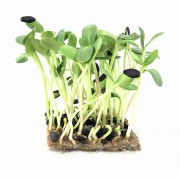 microgreens Urban Greens - floarea soarelui lastari