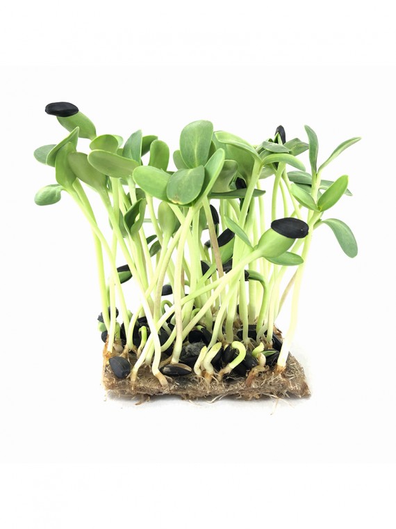 microgreens Urban Greens - floarea soarelui lastari