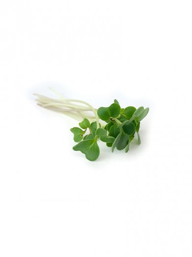 microgreens Urban Greens - Broccoli lastar