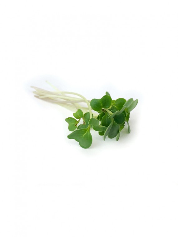 microgreens Urban Greens – Broccoli lastar