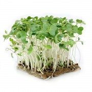 microgreens Urban Greens - Broccoli lastari