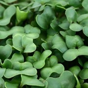 microgreens Urban Greens - Broccoli lastari 2