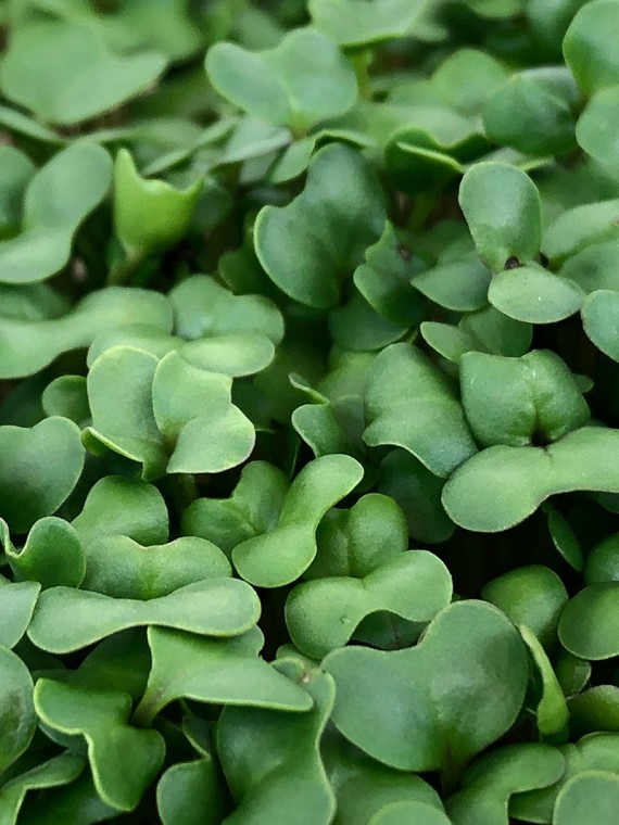 microgreens Urban Greens - Broccoli lastari 2