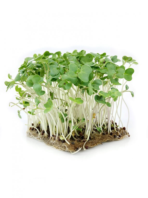 microgreens Urban Greens - Broccoli lastari