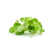 microgreens Urban Greens – Busuioc lastar