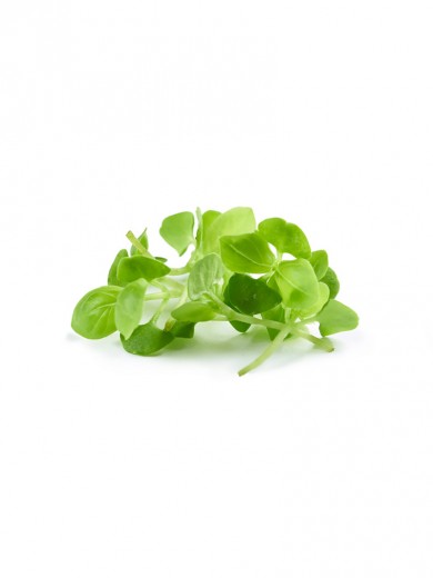 microgreens Urban Greens - Busuioc lastar