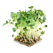 microgreens Urban Greens - Ridiche lastari