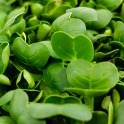 microgreens Urban Greens - Ridiche lastari 2