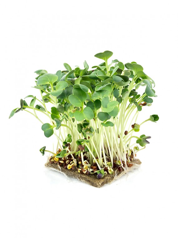 microgreens Urban Greens - Ridiche lastari