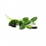 microgreens Urban Greens – floarea soarelui lastar 2