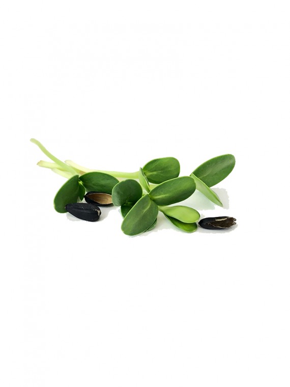 microgreens Urban Greens – floarea soarelui lastar 2