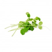 microgreens Urban Greens – mazare lastar