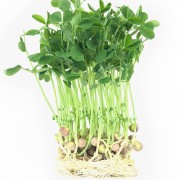 microgreens Urban Greens - mazare lastari