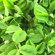 microgreens Urban Greens - mazare lastari 2