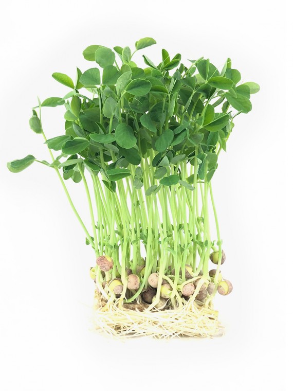 microgreens Urban Greens - mazare lastari